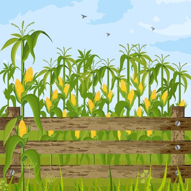 cute corn background 0020