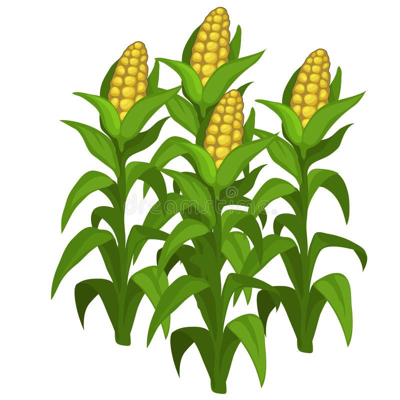 cute corn background 0021