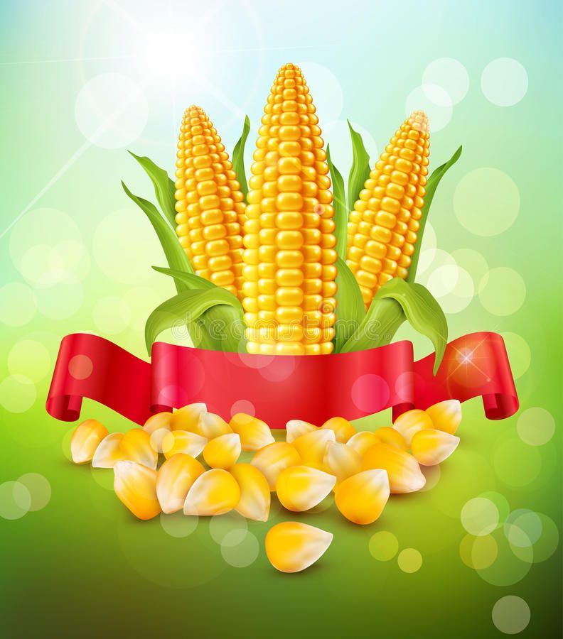 cute corn background 0025