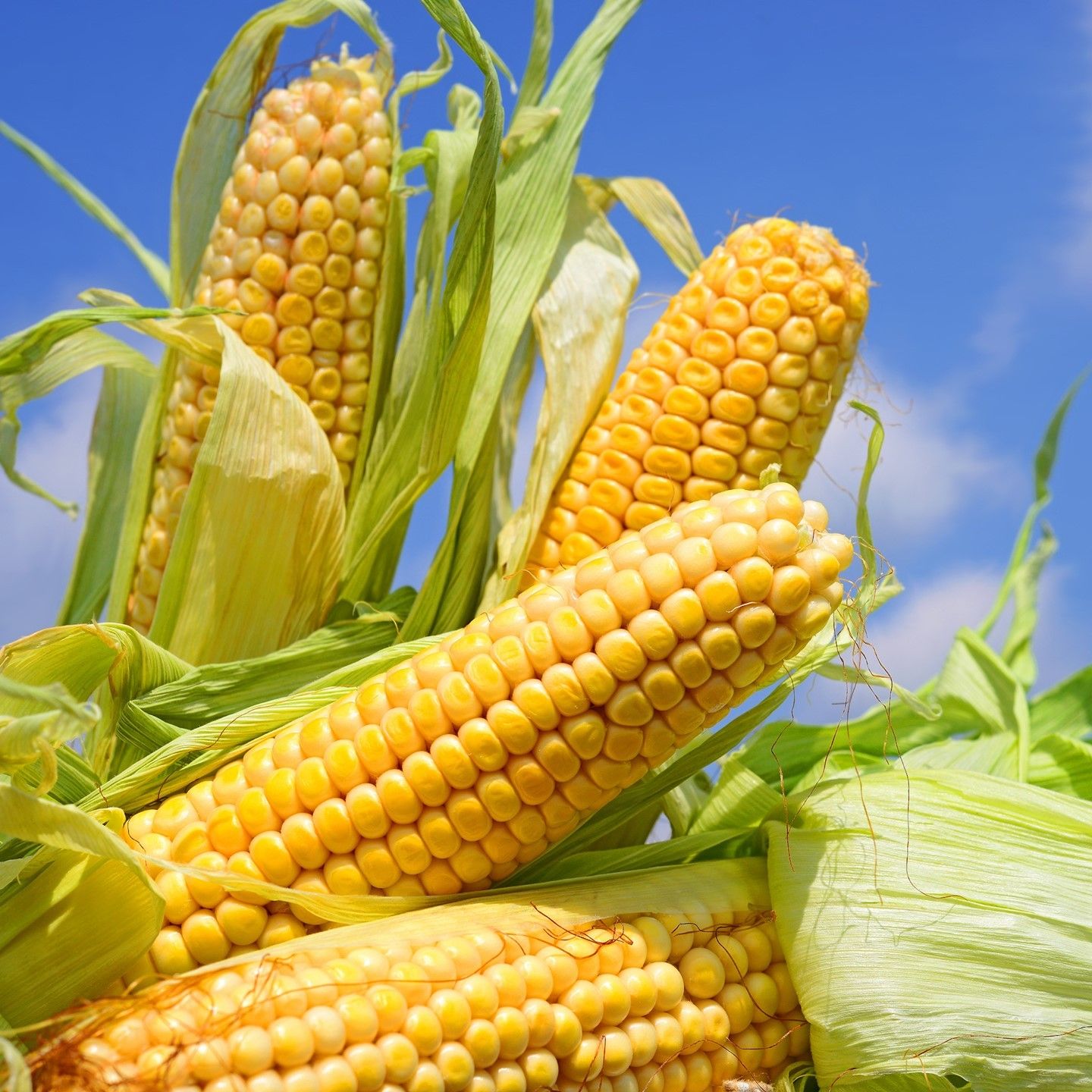 cute corn background 0029