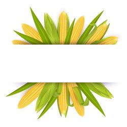 cute corn background 0031