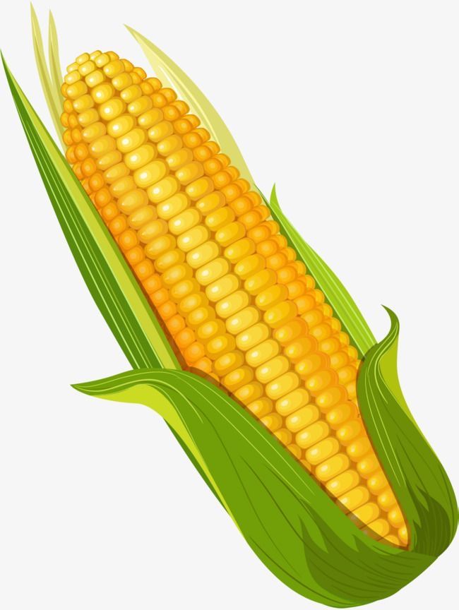 cute corn background 0032