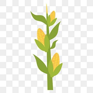 cute corn background 0033