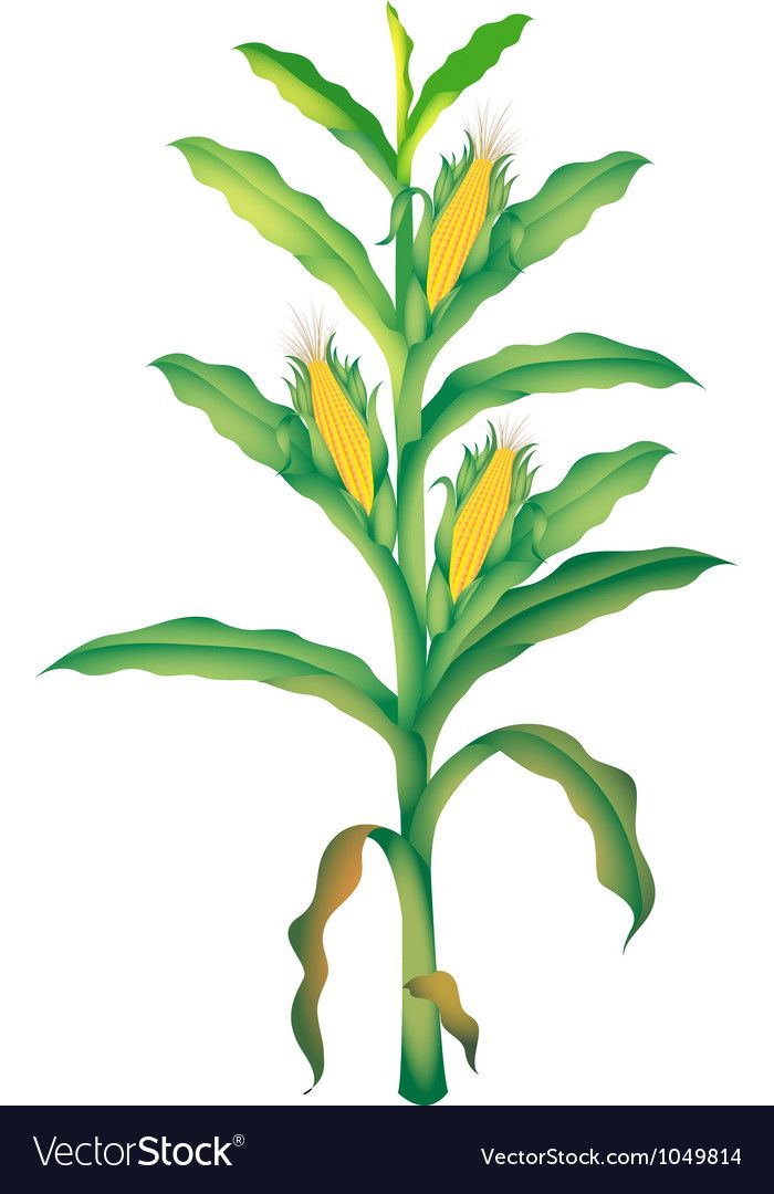 cute corn background 0035