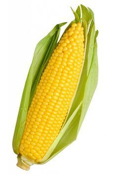 cute corn background 0037