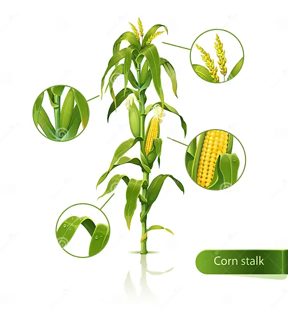 cute corn background 0038