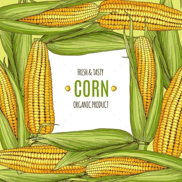 cute corn background 0041