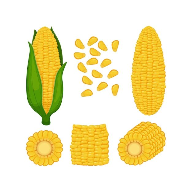 cute corn background 0042