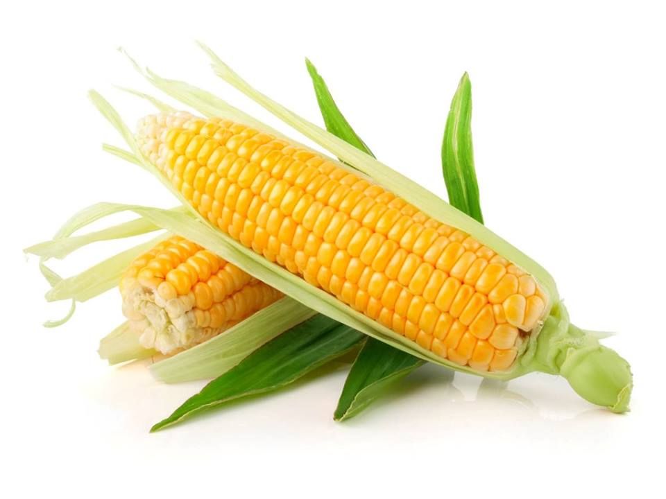 cute corn background 0047