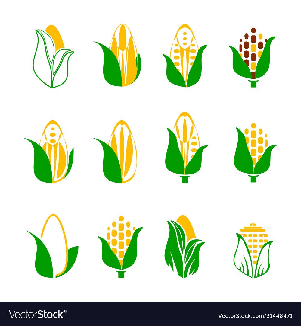 cute corn background 0048