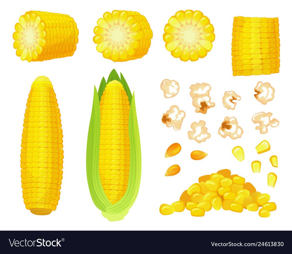 cute corn background 0055