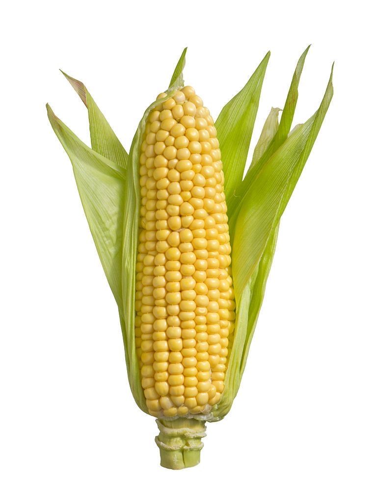 cute corn background 0057