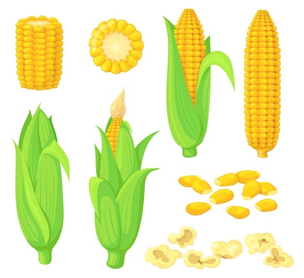 cute corn background 0058