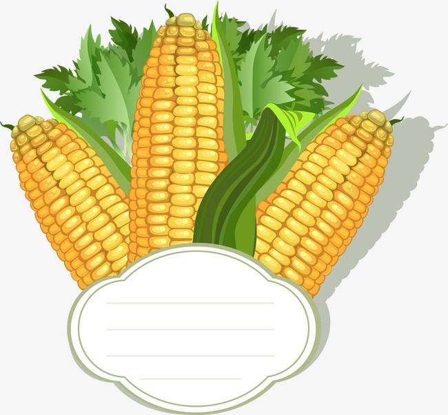 cute corn background 0059