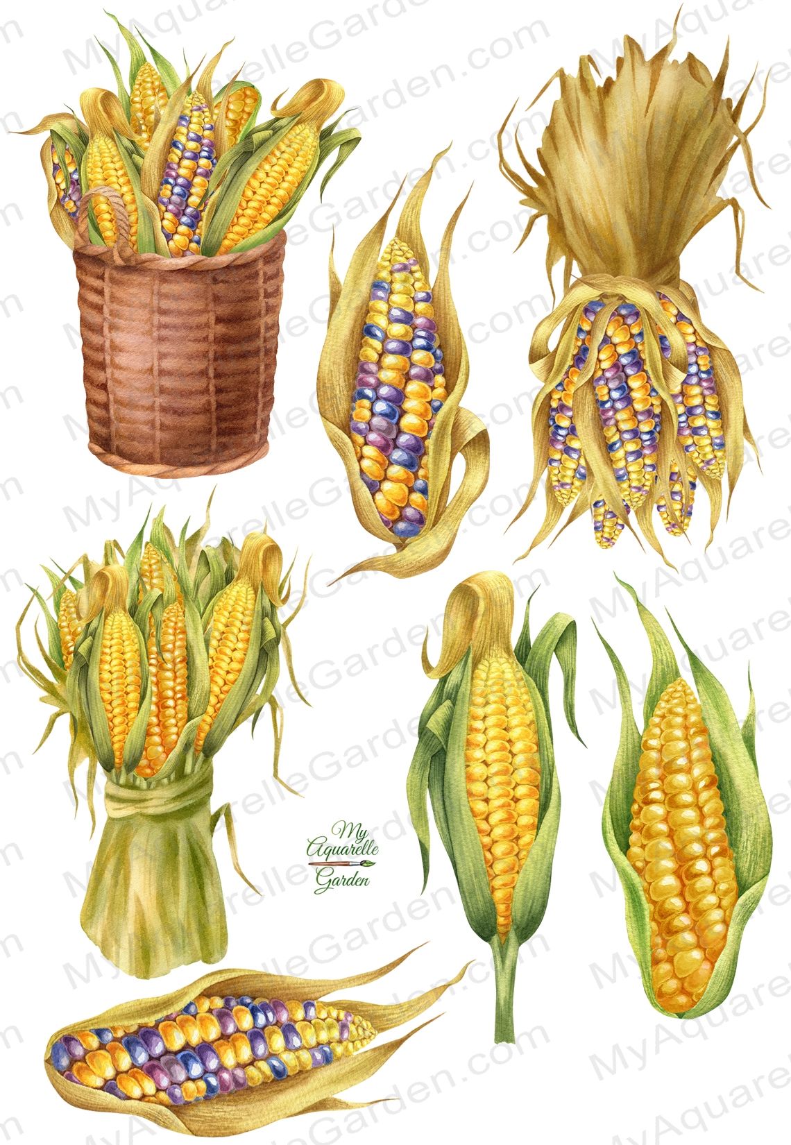 cute corn background 0062