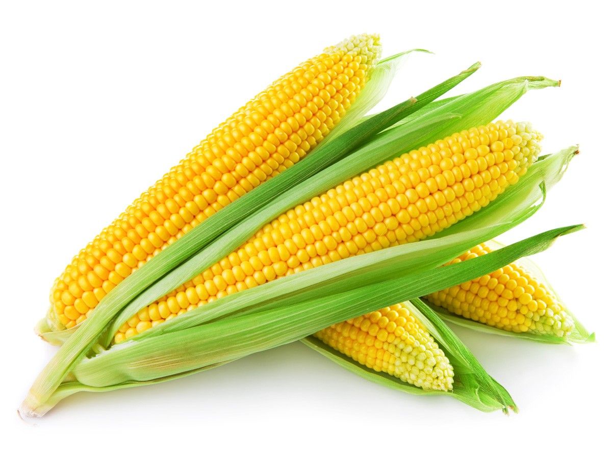 cute corn background 0064