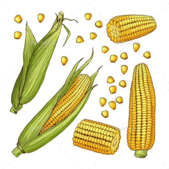 cute corn background 0078