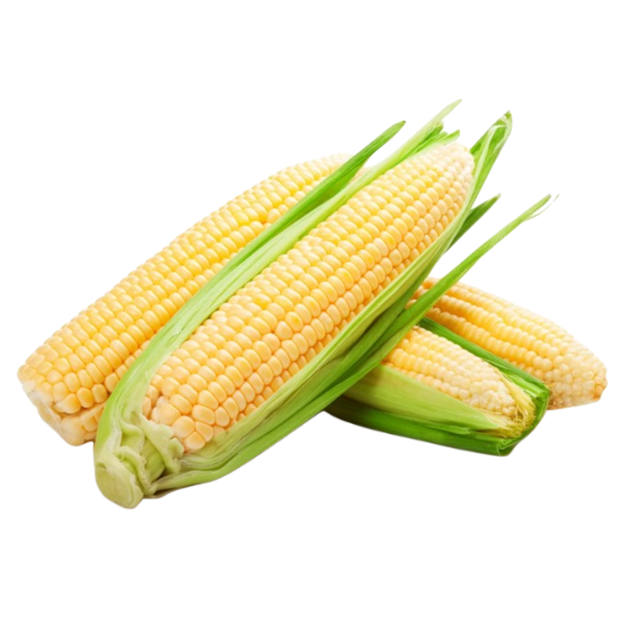 cute corn background 0080