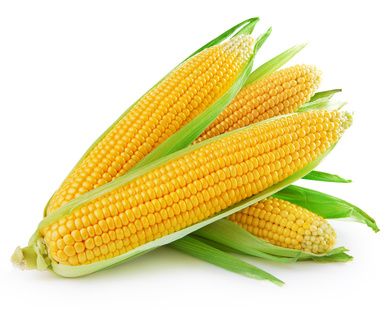 cute corn background 0092