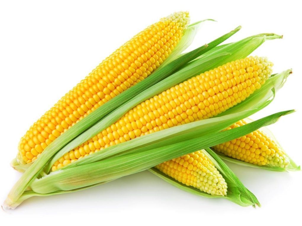 cute corn background 0097