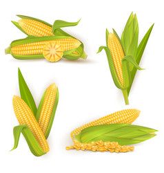 cute corn background 0099