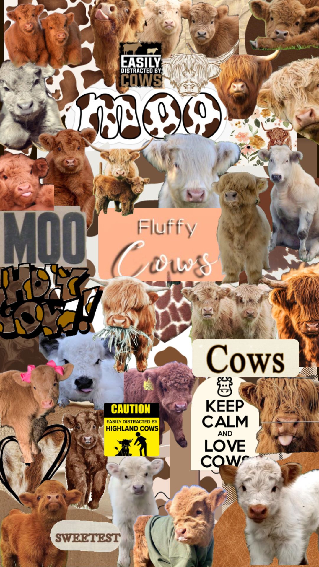 cute cow backgrounds 0018