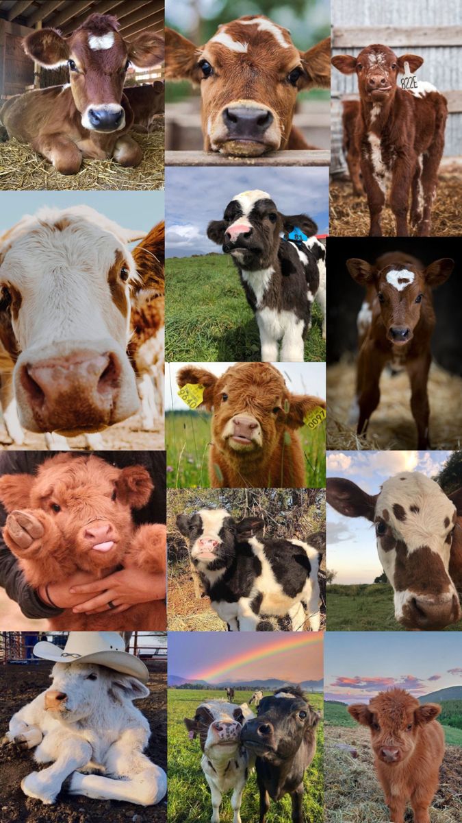 cute cow backgrounds 0020