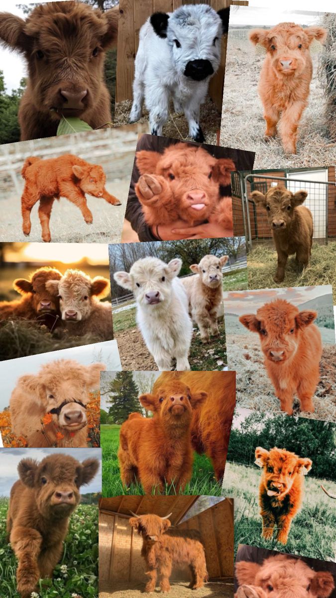 cute cow backgrounds 0024