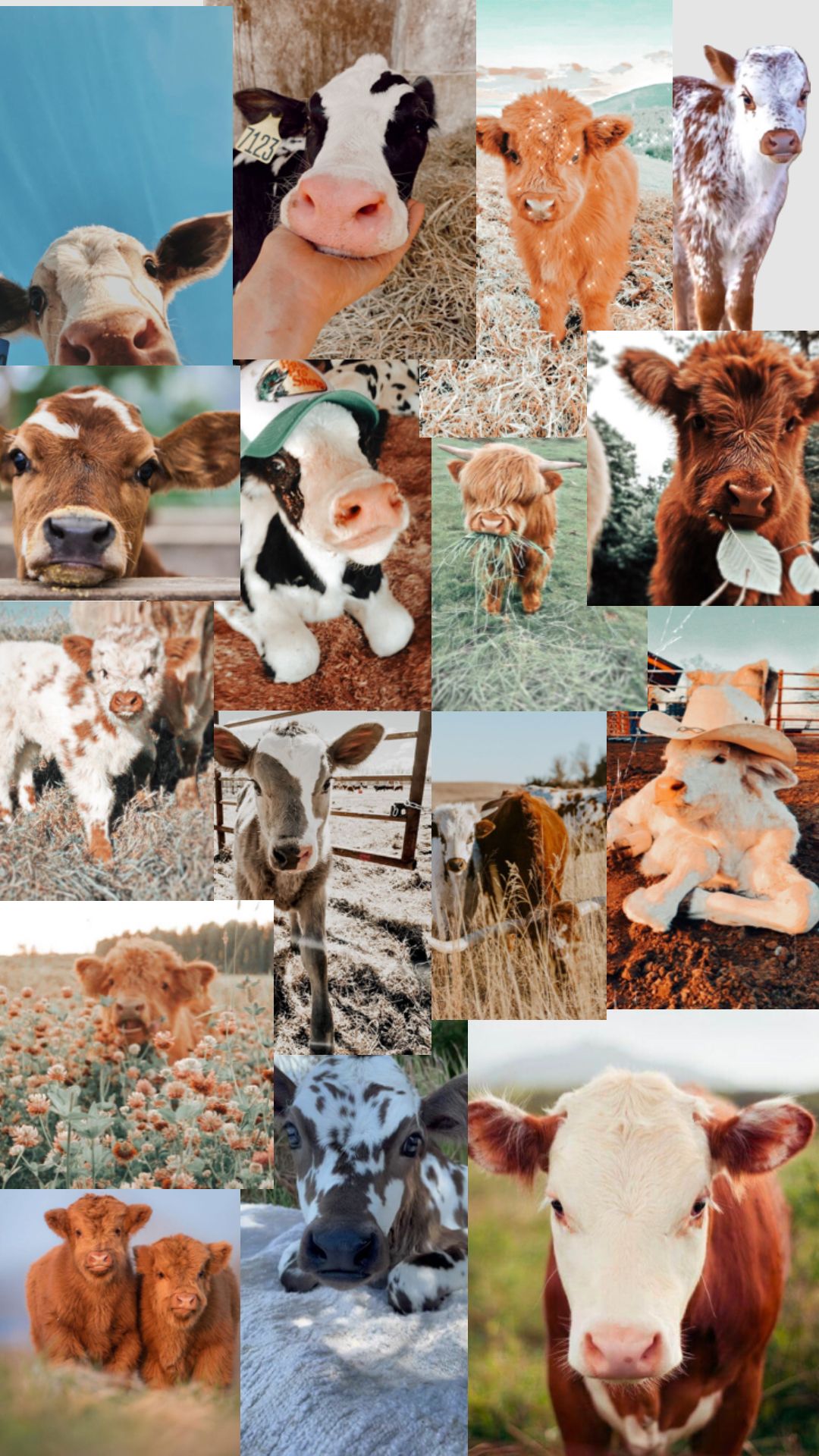 cute cow backgrounds 0028