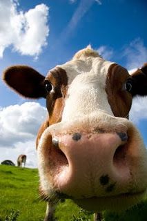 cute cow backgrounds 0029