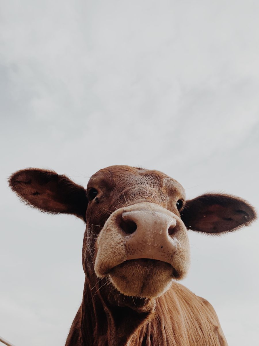 cute cow backgrounds 0042