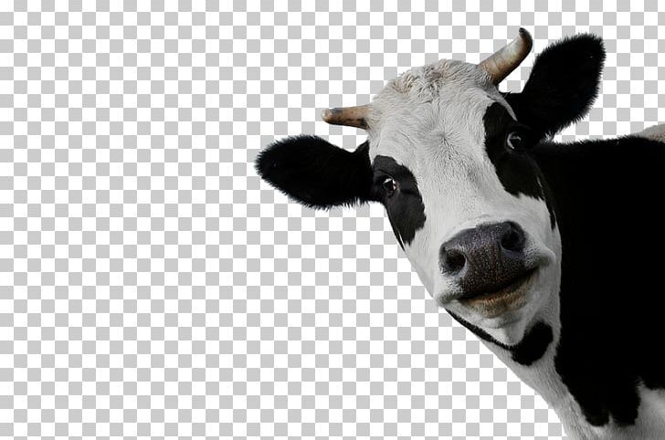 cute cow backgrounds 0051