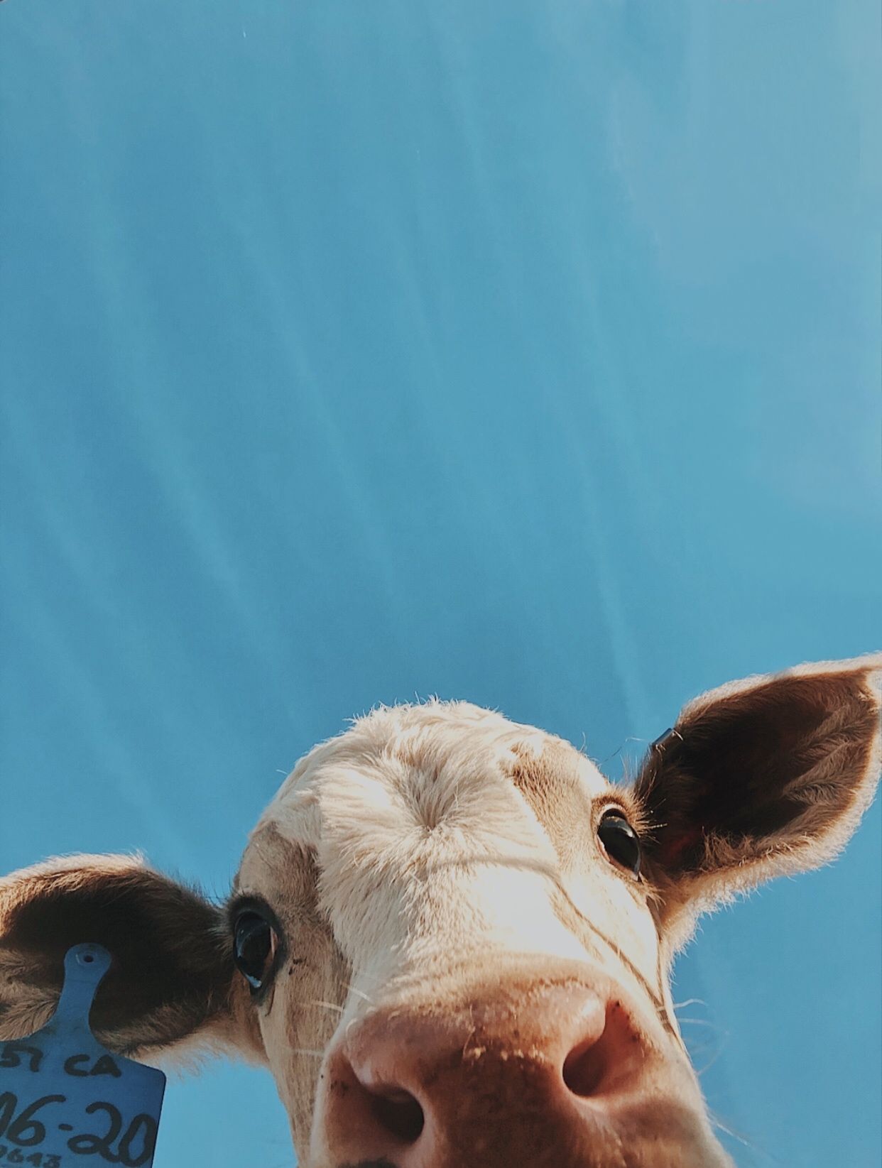 cute cow backgrounds 0058