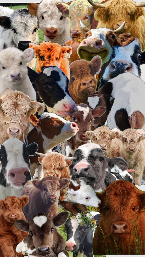 cute cow backgrounds 0062