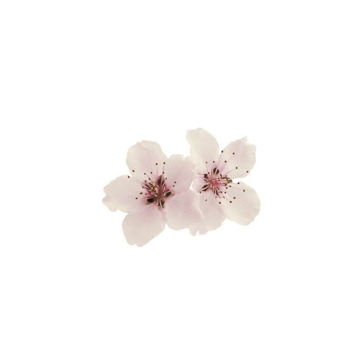 cute dainty backgrounds 0034