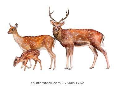 cute deer background 0017