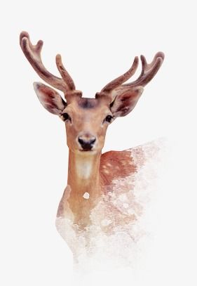 cute deer background 0089