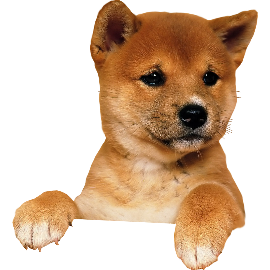 cute dog transparent background illustrations.