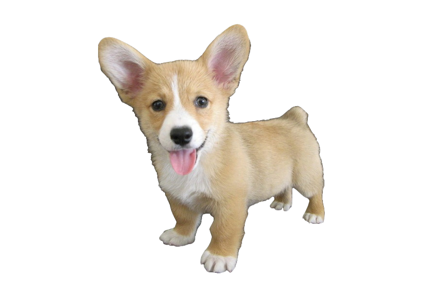 cute dog transparent background 0011