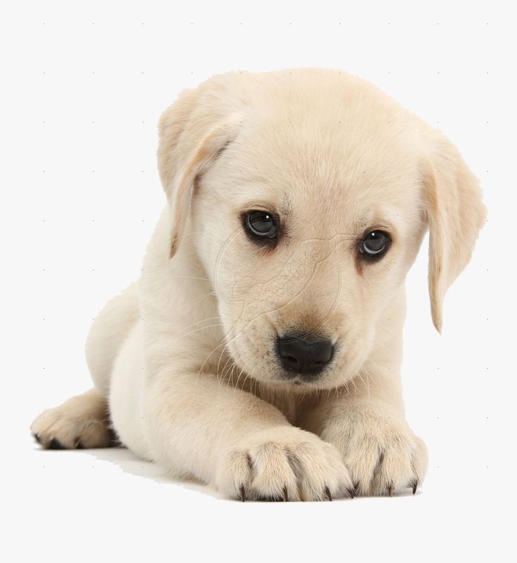 cute dog transparent background 0014