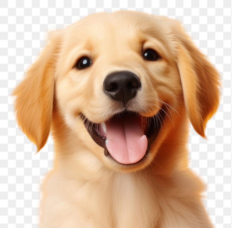 cute dog transparent background 0018