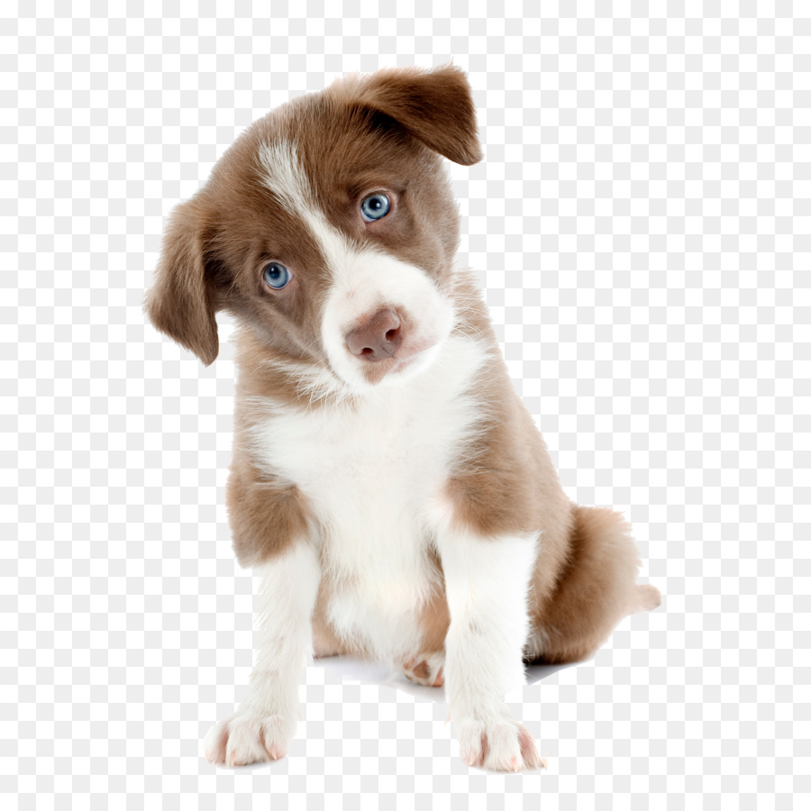 cute dog transparent background 0023