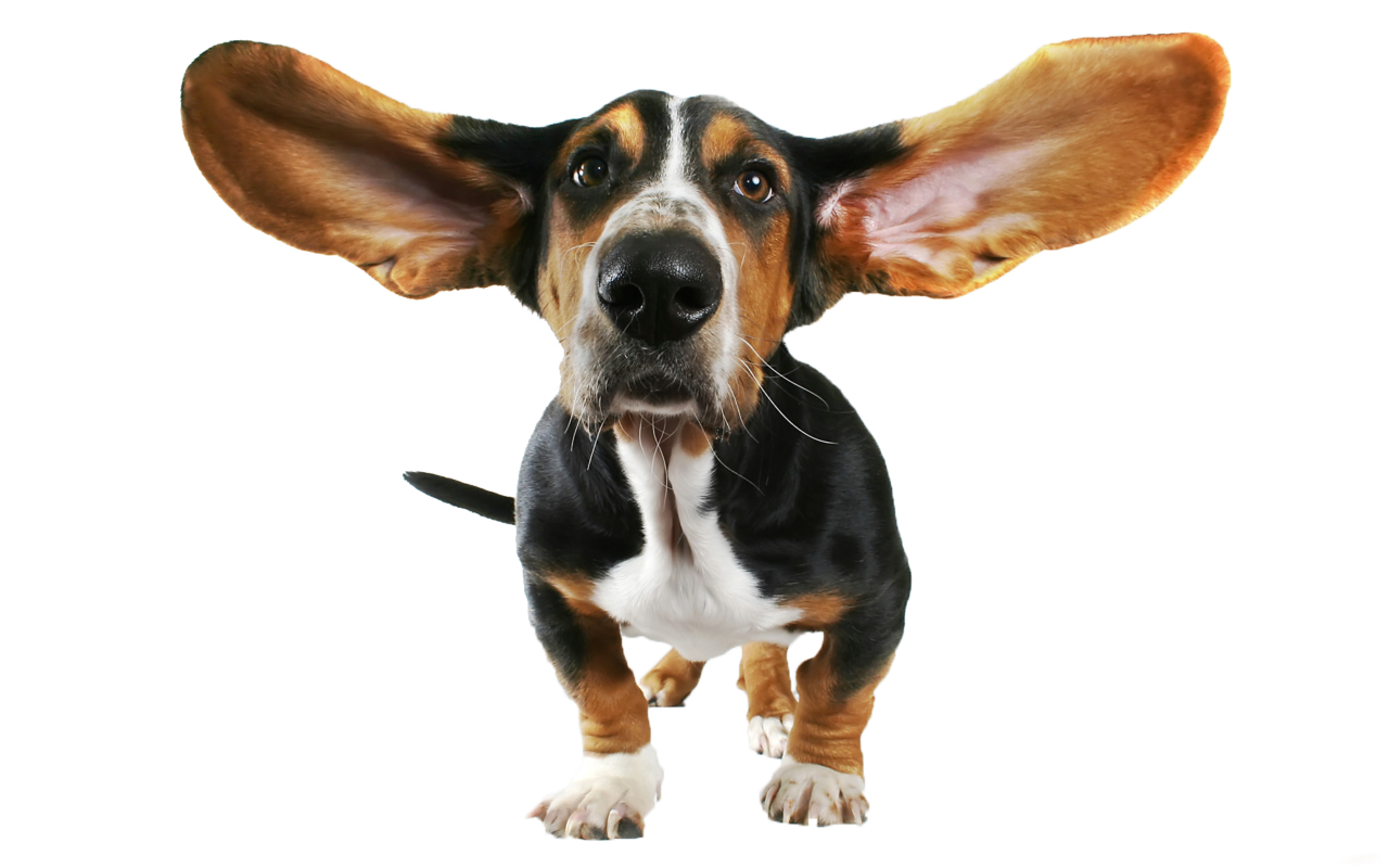 cute dog transparent background 0024