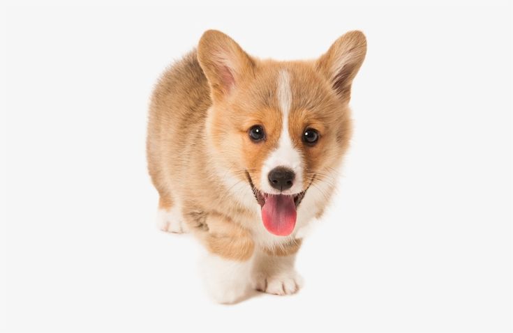 cute dog transparent background 0025