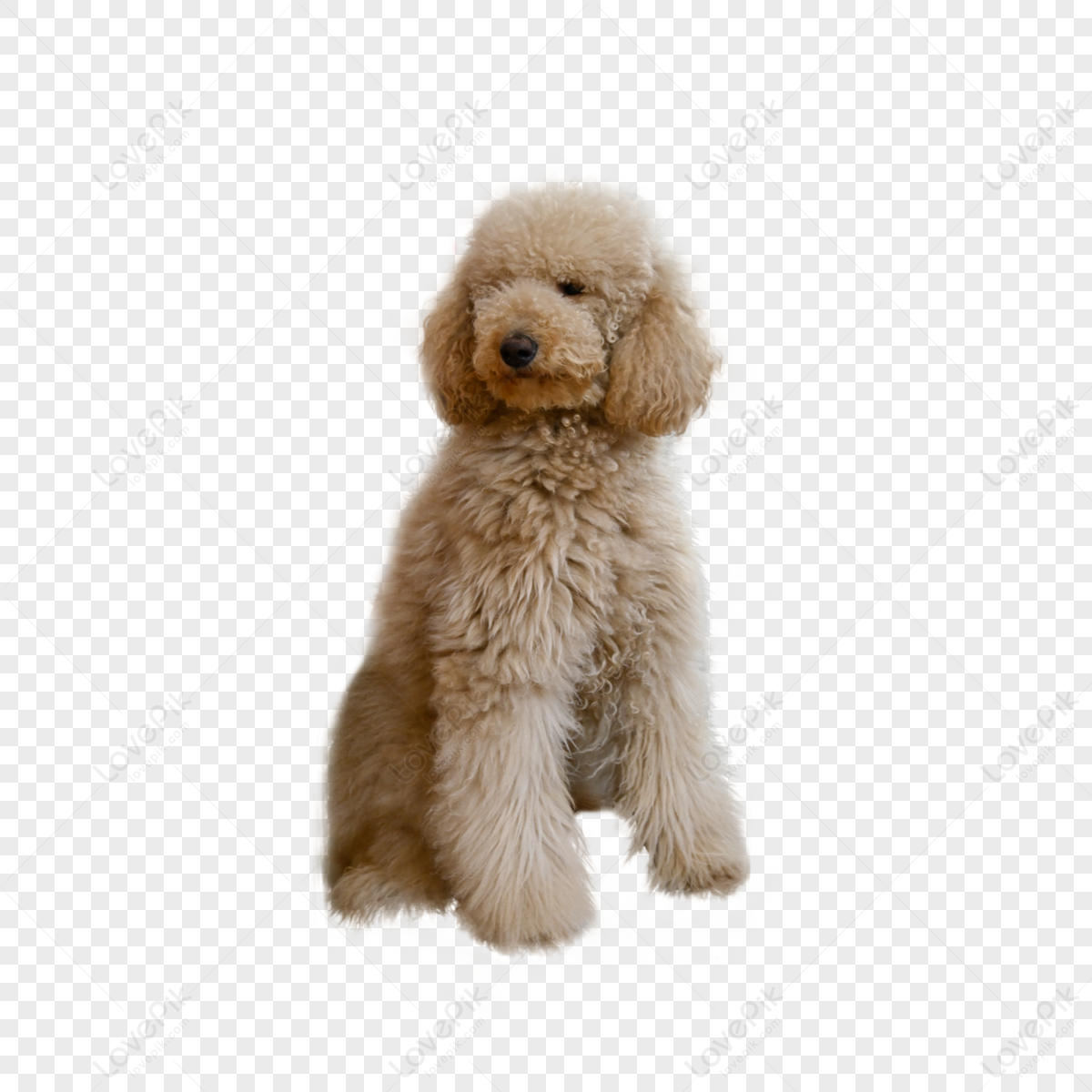 cute dog transparent background 0026