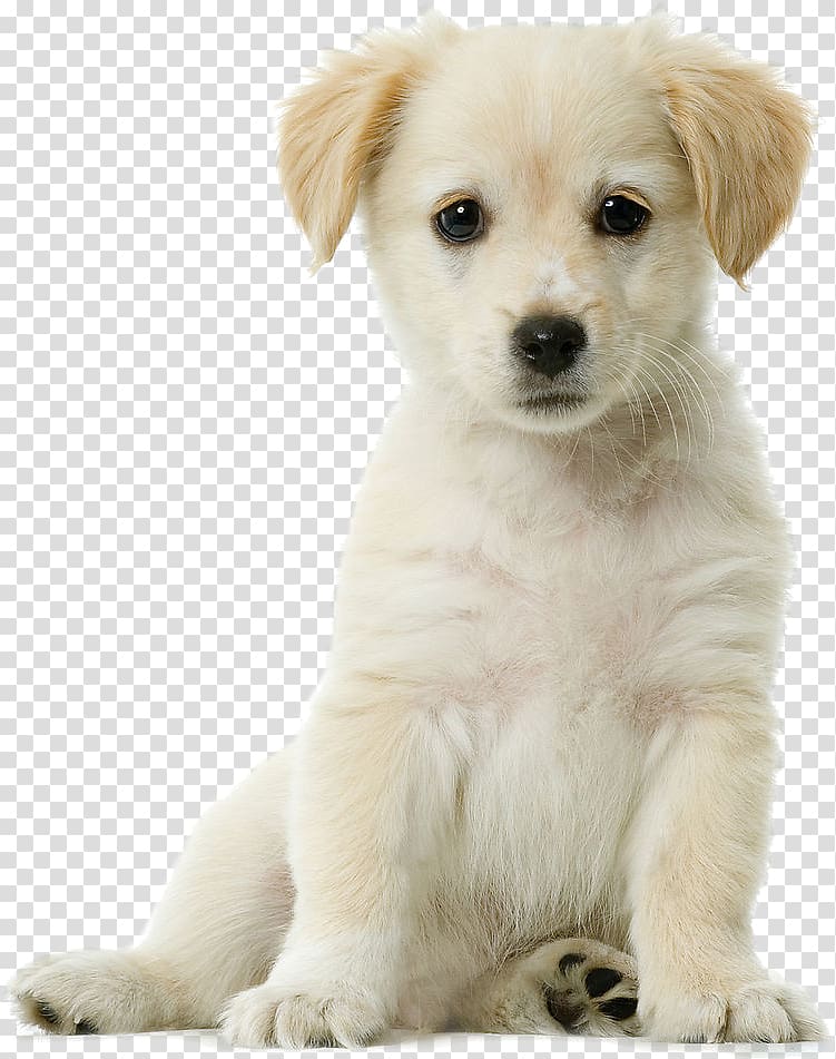 cute dog transparent background 0034