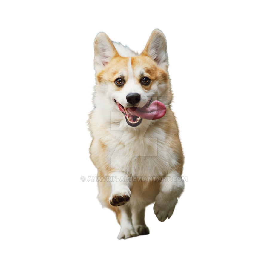 cute dog transparent background 0035