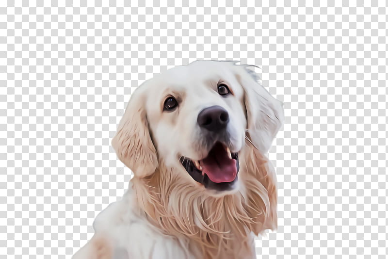 cute dog transparent background 0040