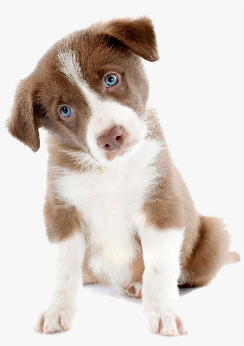 cute dog transparent background 0043