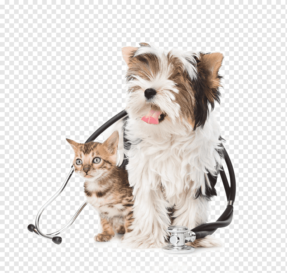 cute dog transparent background 0049